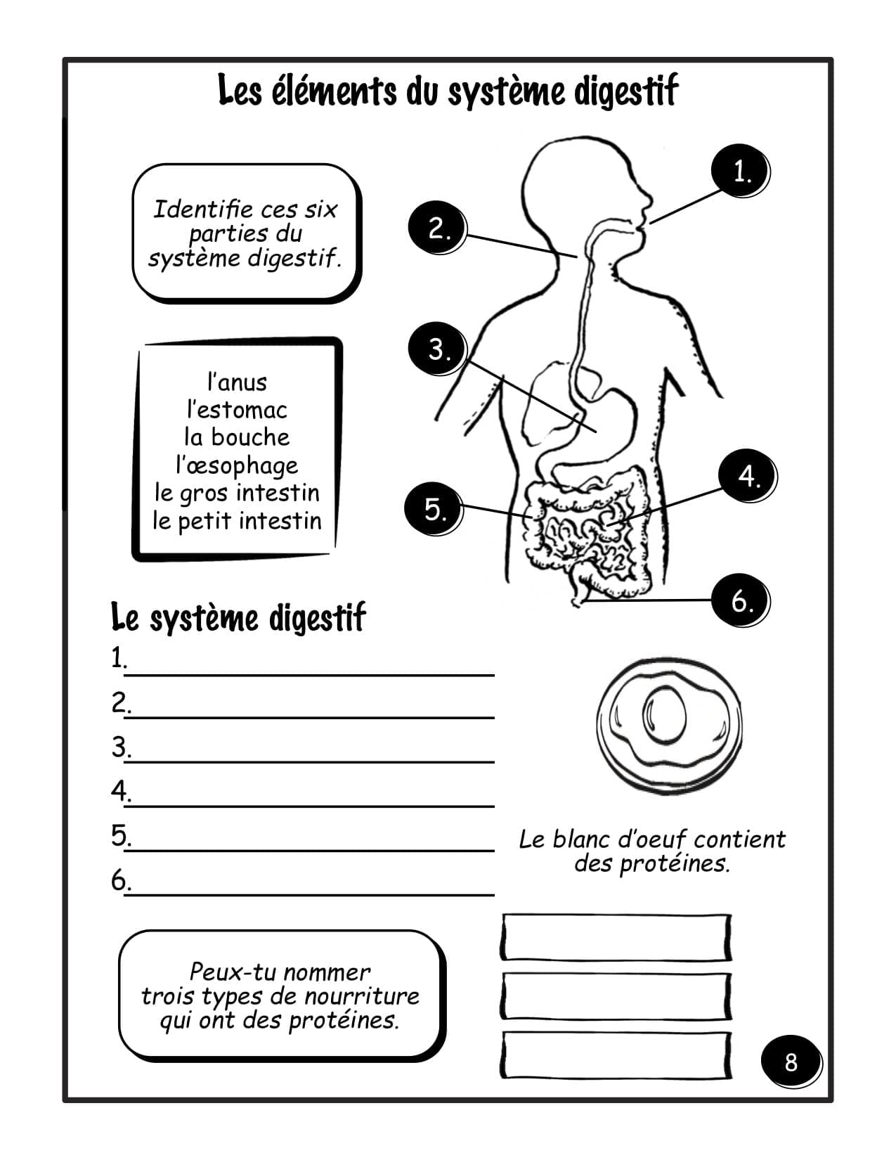 5e année - Le corps humain - "HYBRIDE" – Image 3