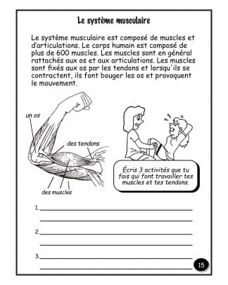 Le corps - (5e/6e) - Les muscles