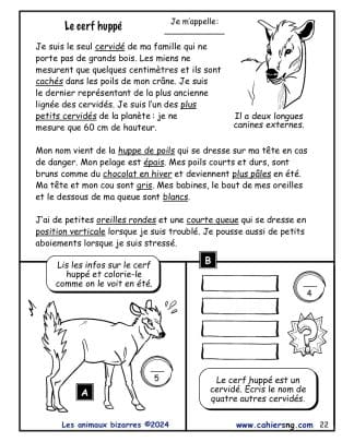 Les animaux bizarres (5e/6e années) - Le cerf huppé#1
