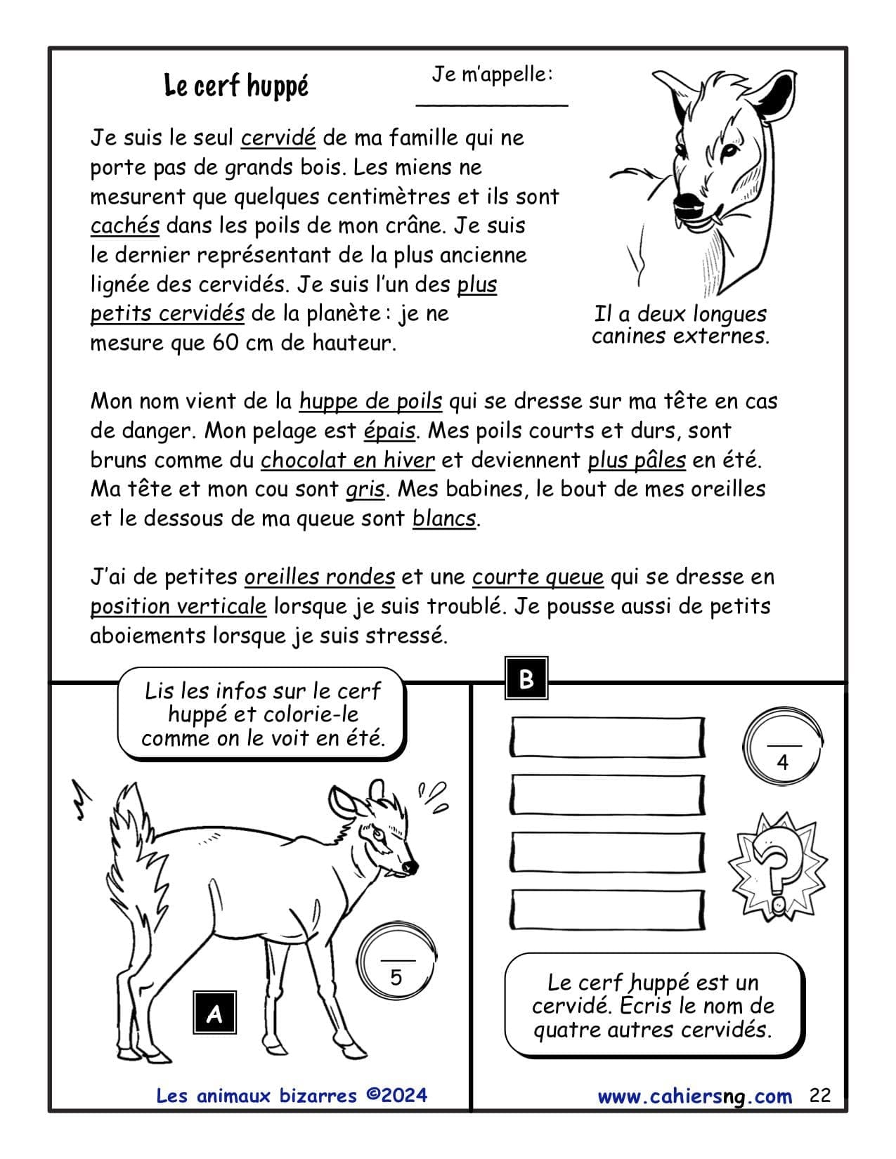 Les animaux bizarres- 5e/6e années - NOUVEAUTÉ ! – Image 3