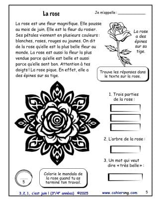 3, 2, 1, c’est juin ! – 3e/4e années - La rose